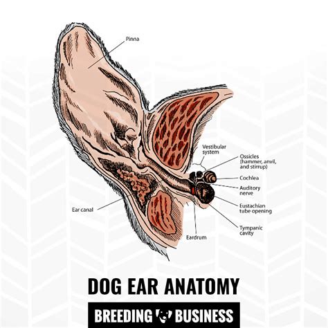 Dog Inner Ear Anatomy