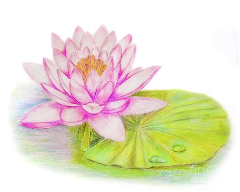 Water Lily Drawing By Olga Hamilton