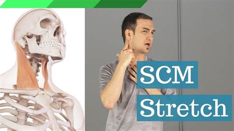 Sternocleidomastoid Stretch Scm For Posture Correction Youtube