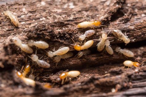 So once you've actually done the heavy lifting of actually making one—including. Termites - How Do You Know If You Have Them? - Houseman Pest