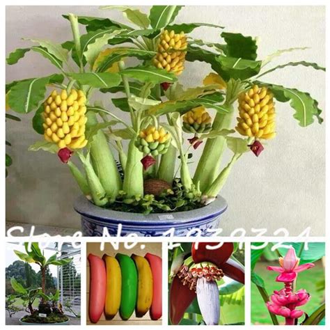 120pcs Banana Seedsdwarf Fruit Trees Delicious Rare