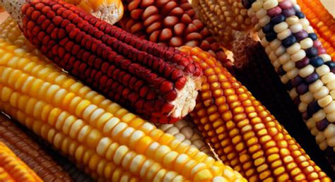 Granos Básicos Alimentación Agricultura Y Comercio Secretaría De