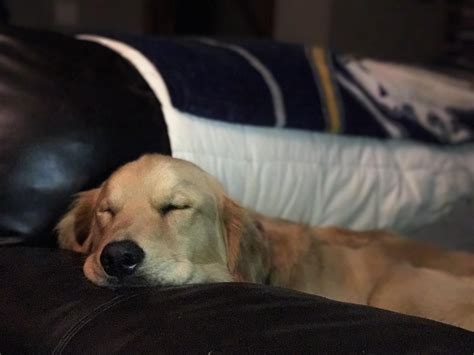 Sleepy Pupper Goldenretrievers