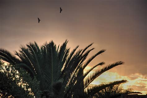 Free Images Nature Grass Horizon Sky Sun Sunrise Sunset Palm