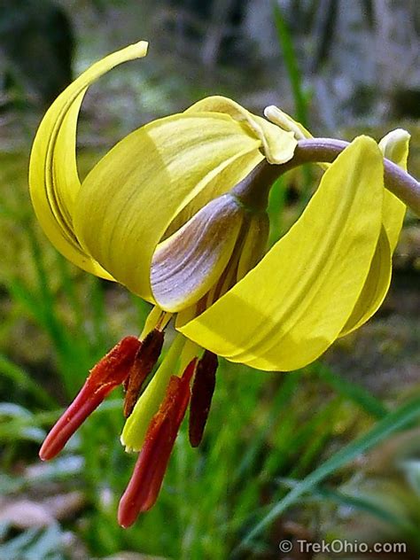 Designing a landscape in ohio? Common Spring Wildflowers in Ohio | Spring wildflowers ...