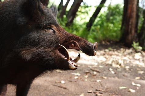 Animals Talk Wild Boar