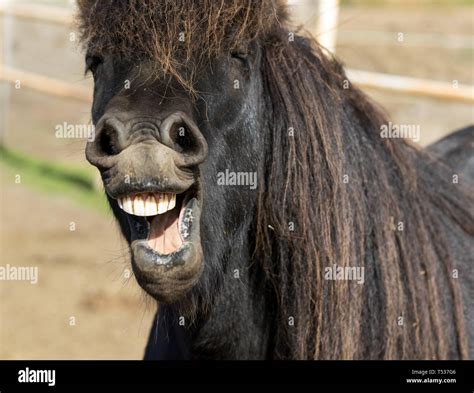 Funny Icelandic Horse Smiling And Laughing With Large Teeth Selective