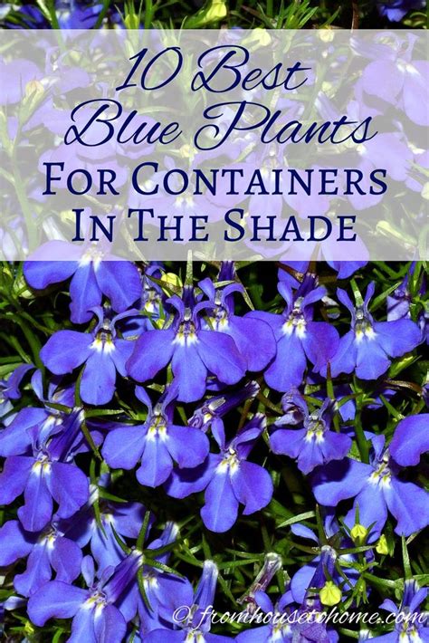 Shade Container Plants 10 Of The Best Blue Annuals For Planters In The