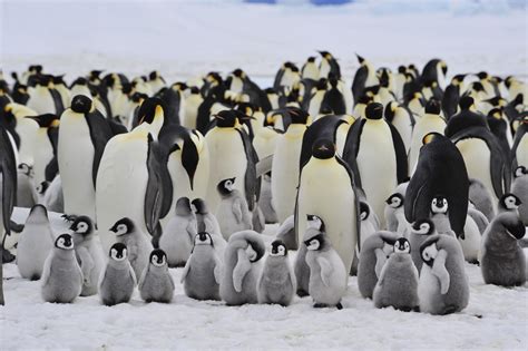 #เพนกวินหัวใจจักรพรรดิ #marchofthepenguins #takecover90สุดยอดสารคดี เสนอ march of the penguins(2005. ดีใจกันทั่วโลก! ค้นพบ เพนกวินจักรพรรดิ ขยายอาณานิคมกว่า 11 ...