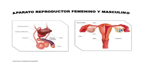 41 El Aparato Reproductor Femenino Tips Lena