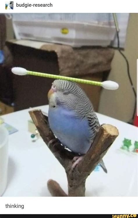 Budgie Research Ifunny Funny Parrots Budgies Funny Animals