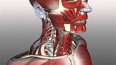 Vocal Anatomy Anatomy Zone Neck Anatomy Posterior Triangle Muscle