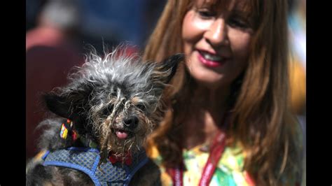 Scamp The Tramp Wins Worlds Ugliest Dog Contest