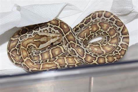 Python Molurus Bivittatus Hypo Albino Het Green Burmese Python