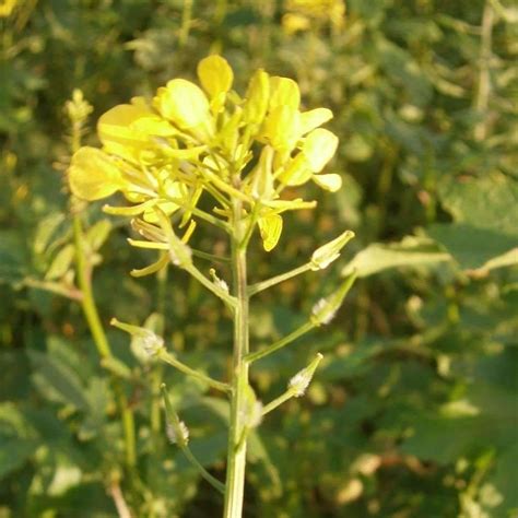 Seeds For White Mustard Sinapis Alba Amkha Seed
