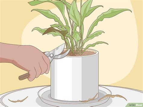 Calla lilies are a beautiful addition to any garden, but you can also grow them indoors as potted plants. How to Care for Peace Lilies: 15 Steps (with Pictures ...