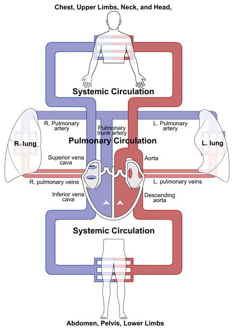 Cardiac Cycle Simulation Human Bio Media