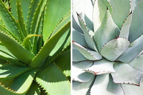 It thrives in bright light so keep it within 5 feet of an east or west facing window. Agave Vs Aloe Vera: Differences And Similarities - Smart ...
