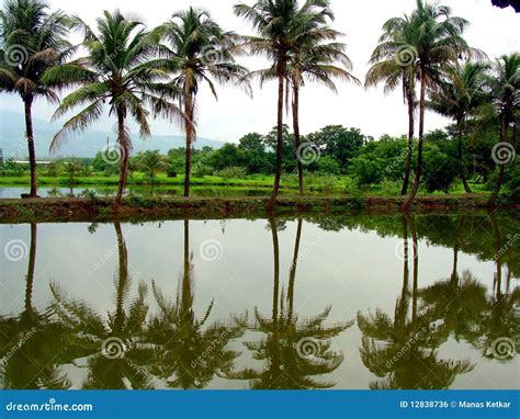 Tropical Lake Stock Photo Image Of Lush Scene Tropics 12838736
