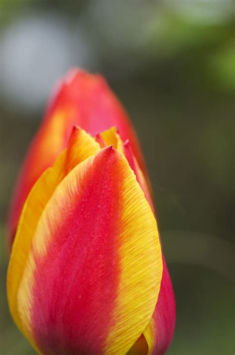 Fotos Gratis Fotografía Flor Pétalo Tulipán Primavera Rojo