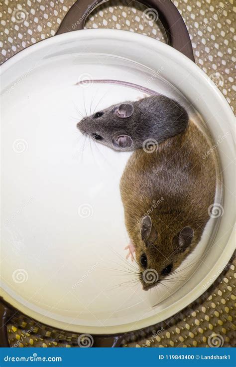 A Full Grown Brown House Mouse And A Juvenile Gray House Mouse Stock