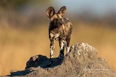 Images Of African Canids By Professional Wildlife Photographers Andy