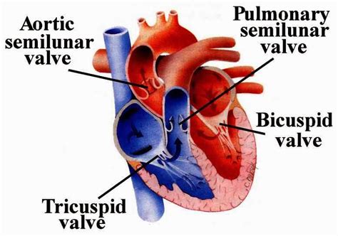 Heart Symptoms Heart Valve