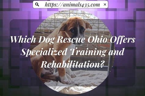 Which Dog Rescue Ohio Offers Specialized Training And Rehabilitation
