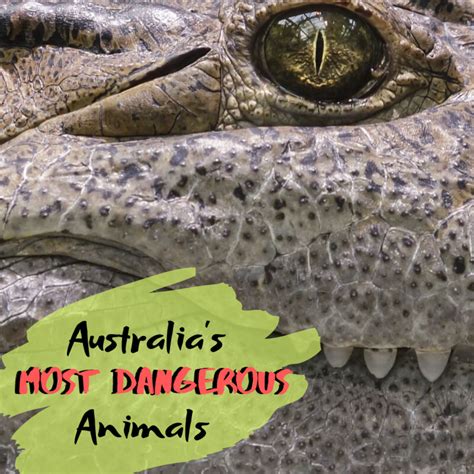 Top 10 Most Dangerous Animals In Australia Owlcation
