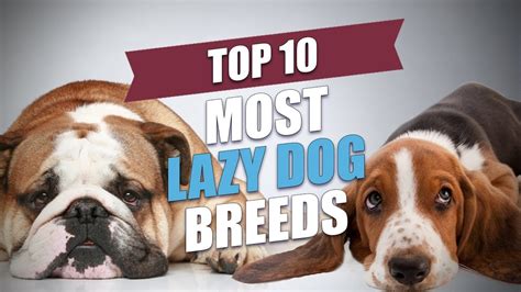 Top 10 Most Lazy Dog Breeds Youtube
