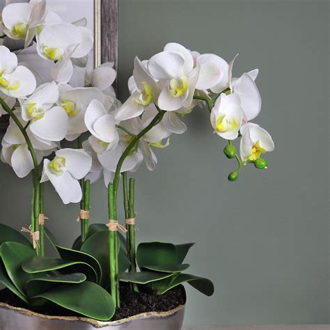 White Phalaenopsis Orchid Arrangement Silk By Design