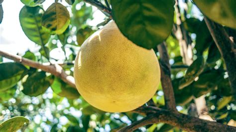 Getting To Know Your Citrus Florida Indian River Groves