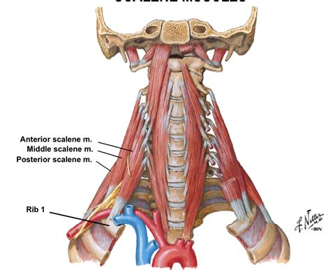It not only supports the brain in its quest against gravity, but supplies the passageways from this makes the neck a sort of nervous mecca for the entire body, it is the portal of the entire human body into the organs, through the mouth and also. Lecture 3: Posterior Triangle of the Neck - Optometry ...