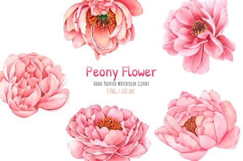 Watercolor Peony Flower Clipart PNG Grafik Von Wannafang Creative
