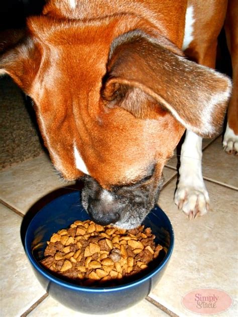 True instinct dogs and cats do not go unnoticed. Purina ONE SmartBlend True Instinct Dog Food Review ...