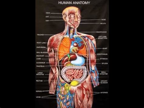 Some of the most critical human body organs are situated within the torso. Human Anatomy Picture And Course Review - YouTube