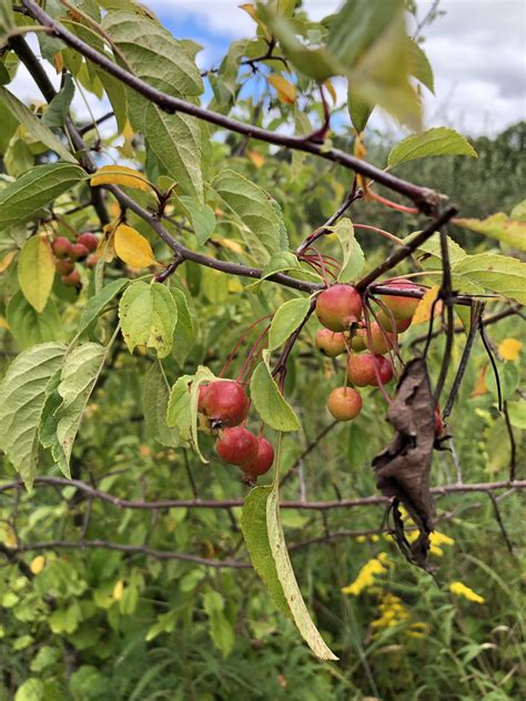 How to find michigan pawpaw fruit. Fruit tree identification help | Michigan Sportsman ...