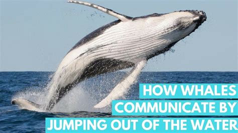 How Whales Communicate By Jumping Out Of The Water Youtube
