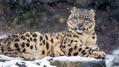 Leopard Snow 4k Resolutions Ultra Wallpapers