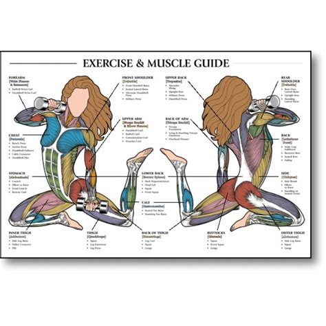 Learn the muscles of the arm with free quizzes, diagrams and worksheets. FitSystems Inc.