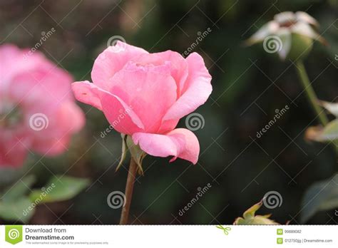 Beautiful Pink Queen Elizabeth Ii Rose Stock Photo Image