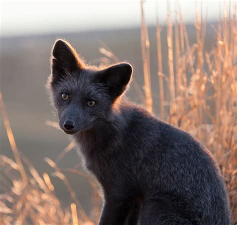 7 Pictures Of Unusual All Black Animals Have You Ever Thought About A