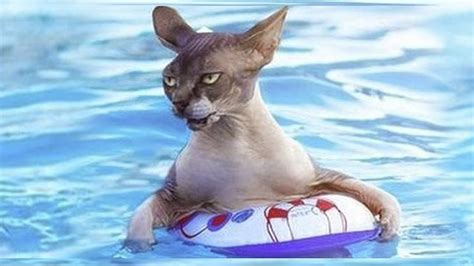 Cats In Water Fails Funny Cat Compilation World Cat Comedy