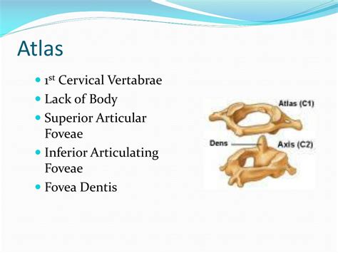 PPT - Anatomy of the Spine and Back PowerPoint Presentation, free