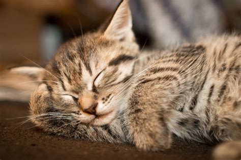画像 癒されたい♡ カワイイ猫の寝顔写真集 Naver まとめ