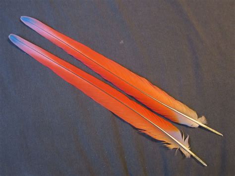 Scarlet Macaw Tail Feathers For Sale Beautiful Red Macaw Nutz