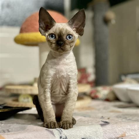 Welcome Healthy Devon Rex Cattery For Sale