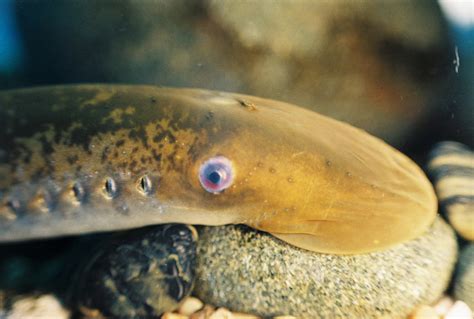 Sea Lamprey Sea Lamprey Petromyzon Marinus Credit T L Flickr