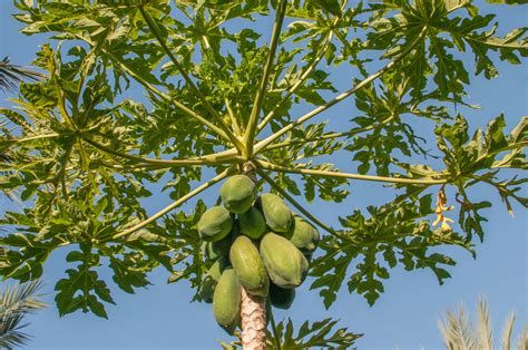We did not find results for: papaya | Description, Cultivation, Uses, & Facts | Britannica