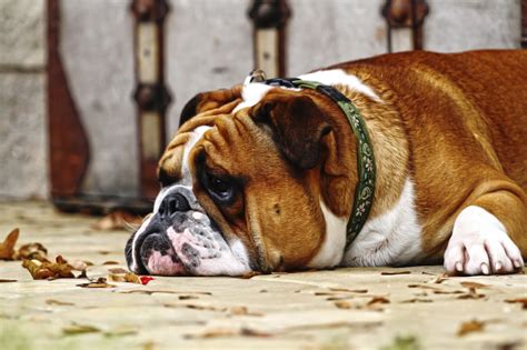 Prairie Ridge Veterinary Clinic Fat Pets Arent Funny Battling Pet